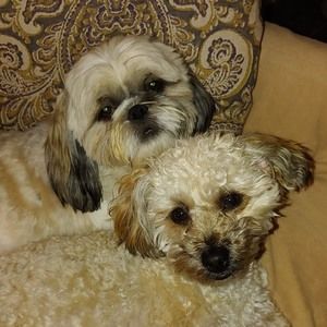 Meet your Posher, Susan